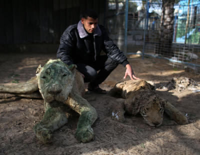 Una ONG cierra el zoo en el que convivían animales vivos y muertos