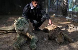 Una ONG cierra el zoo en el que convivían animales vivos y muertos