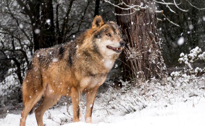 Noruega podría perder tres de los seis grupos de lobos que quedan en el país