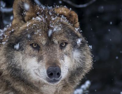 Noruega da luz verde para matar a dos tercios de su población de lobos