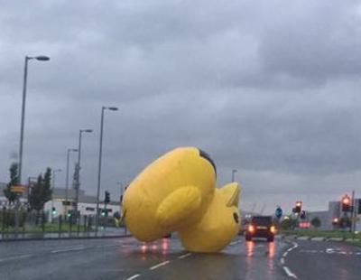 Un pato gigante causa el terror en Escocia