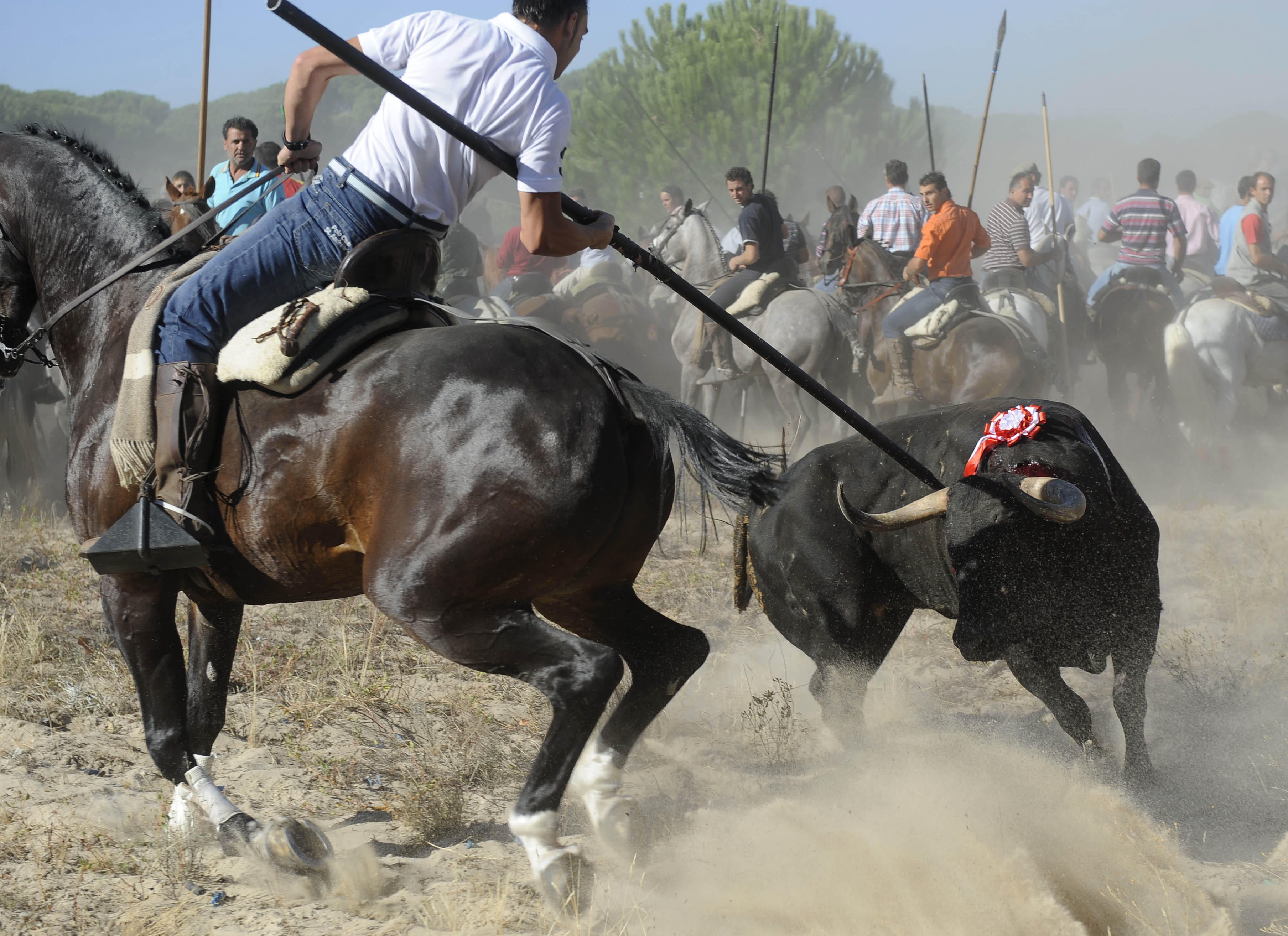 Toro de la Vega nunca más