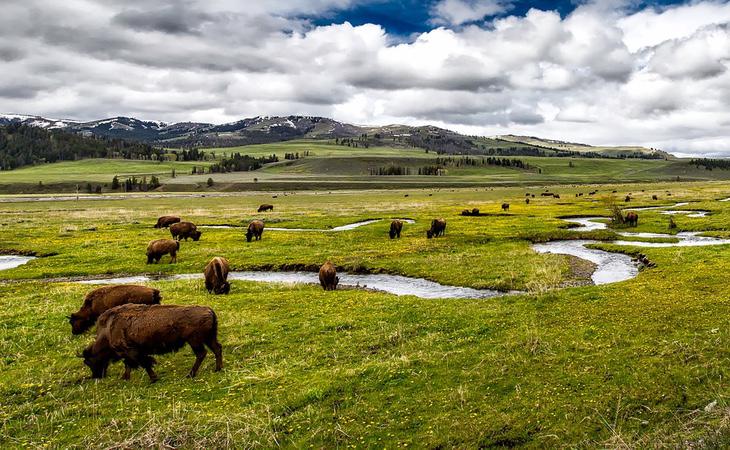 Los búfalos se drogan para tranquilizarse