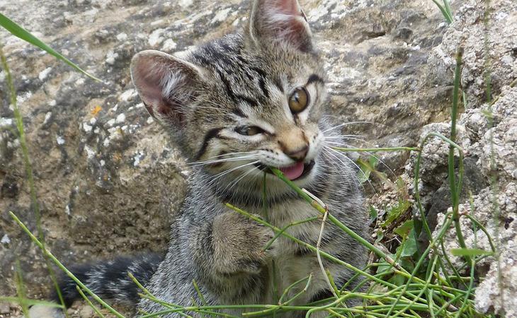 A los gatos les encanta la hierba gatera