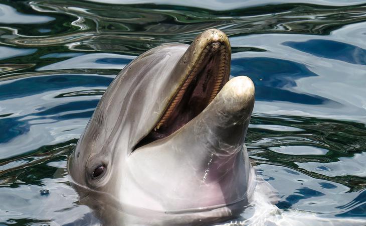 Los delfines mordisquean peces globo para colocarse