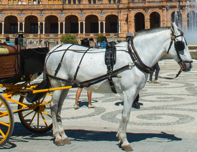 PACMA pide prohibir los coches de caballos en Sevilla