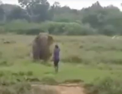 Muere aplastado tras intentar hipnotizar a un elefante
