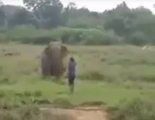 Muere aplastado tras intentar hipnotizar a un elefante