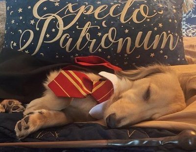 Conoce al perro más fan de 'Harry Potter': conoce y reacciona a todos sus hechizos