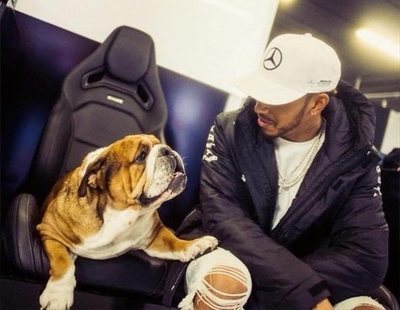 El 'sueldazo' que se embolsa Hamilton por cada foto de su perro