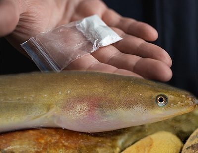 Londres consume tanta cocaína que las anguilas del Támesis están hiperactivas