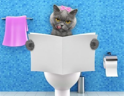 La historia detrás de CitiKitty: El invento millonario por el que tu gato usará el WC