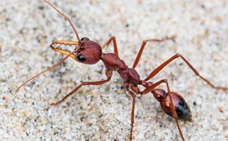 El pequeño pero mortífero insecto