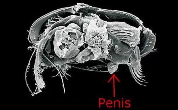 El pequeño fosil y su aparato reproductor