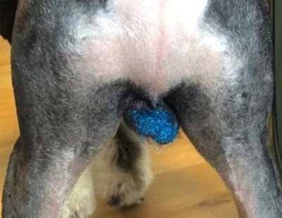 La realidad sobre la peligrosa 'moda' de poner purpurina en los testículos de los perros