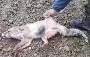 Archivan la causa contra el cazador que mató a golpes a un zorro al no ser un animal doméstico