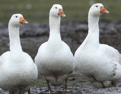 Las chaquetas de plumas de ganso cuestan a las aves cuatro años de dolor y torturas