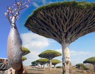 Así es Socotra, la 'Isla Extraterrestre' escondida en pleno Mar Arábigo