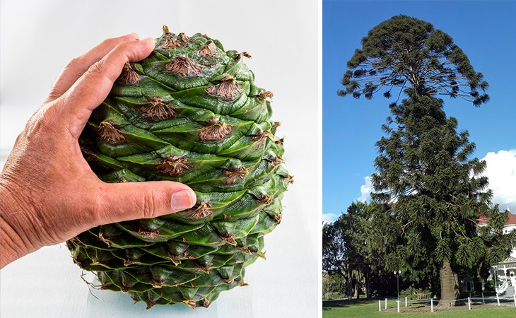 La nuez bunya puede llegar a pesar diez kilos