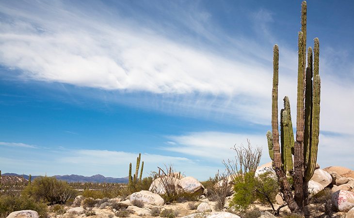 Las ramas del árbol cirio crecen de forma perpendicular en ángulo recto