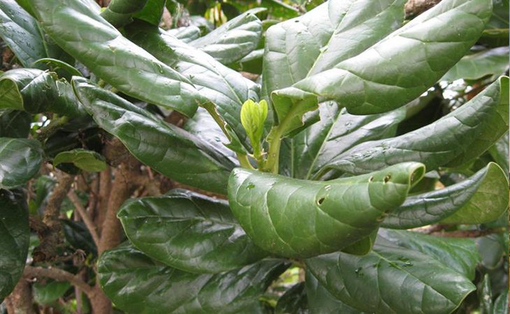 La Pennantia Baylisiana está en el Libro Guiness de los Récords como la planta más rar del mundo