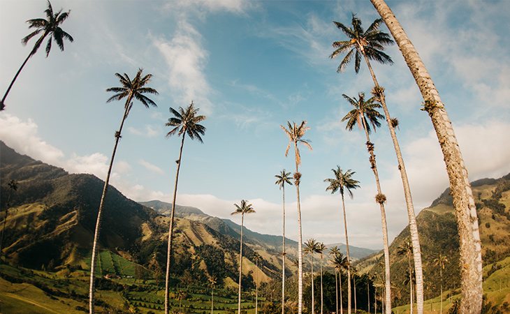 La corteza de esta palmera está recubierta de cera