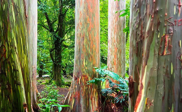 La corteza del eucalipto arcoíris se cae y crea esos colores tan variados