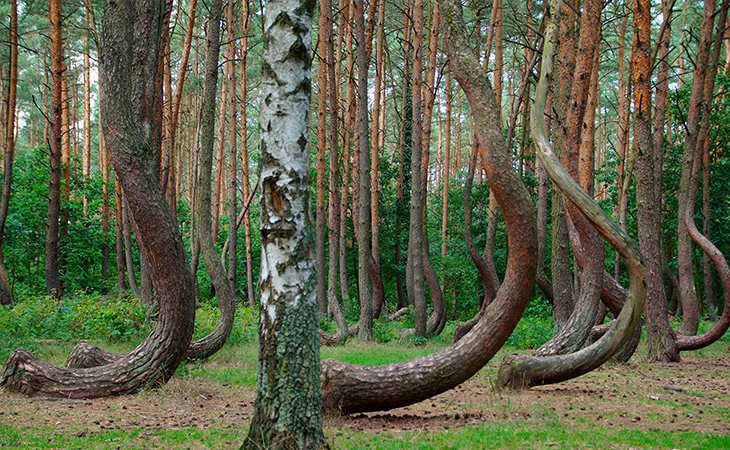 Se desconoce por qué este bosque de Polonia tiene estas especies curvas