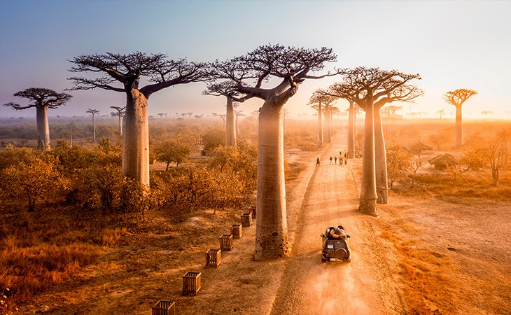 El baobab también es conocido como árbol botella por la forma de su tronco