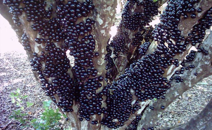 La corteza del guapurú tiene frutos negros parecidos a las uvas