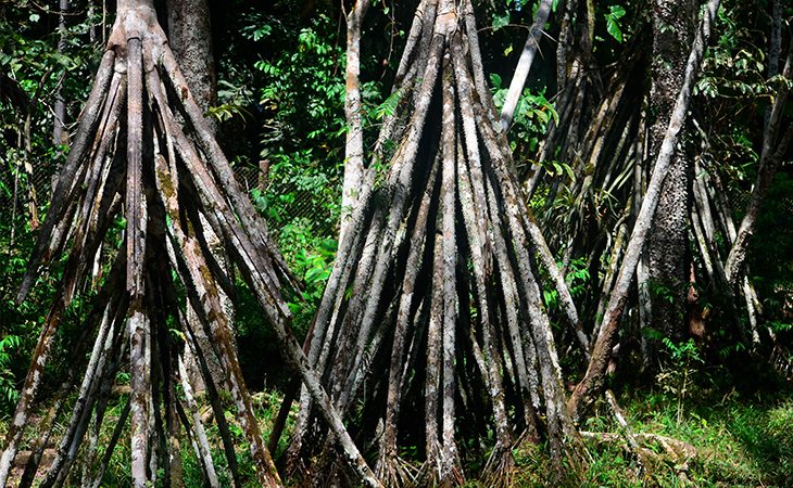 La palmera que camina se mueve hasta un metro al año para buscar la luz del sol