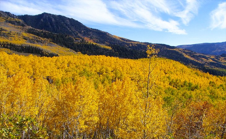 El Pando es el árbol más pesado del planeta