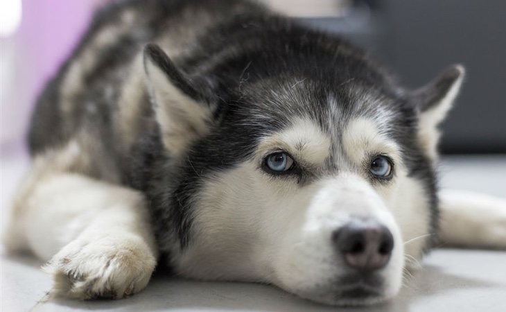 El perro fue golpeado por Nichols cuando trató de escapar