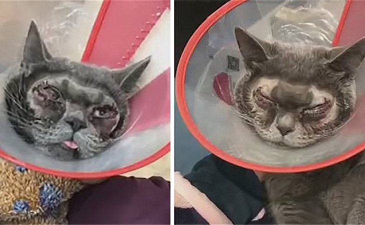 El gato fue sometido a una blefaroplastia