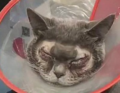 Una mujer somete a su gato a cirugía plástica porque es "demasiado feo"