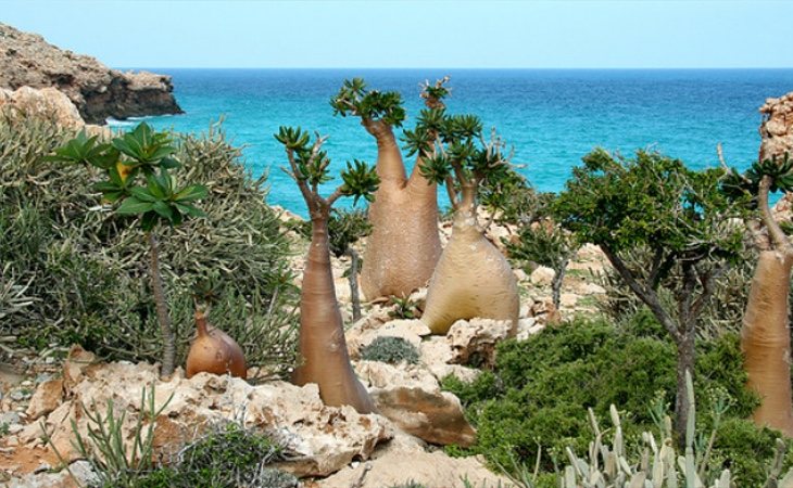 La flora de Socotra es completamente inusual