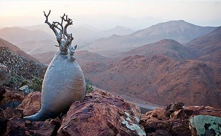 La isla de Socotra cuenta con una larga lista de endemismos