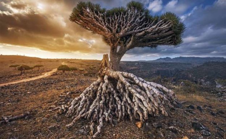 La isla cuenta con una especie particular de drago