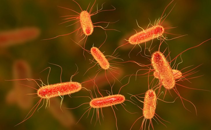 Alguna de estas bacterias viajan en las patas de las moscas