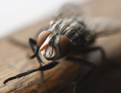 ¿Que sucede cuando una mosca se posa en tu comida? Quizá sea peor de lo que imaginas