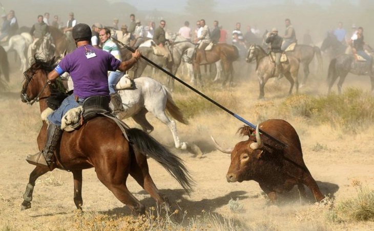 El Toro de la Vega, la polémica fiesta de Tordesillas