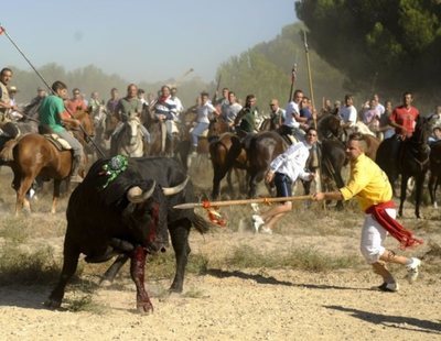 Fin a la tortura: el Supremo ratifica la prohibición del Toro de la Vega