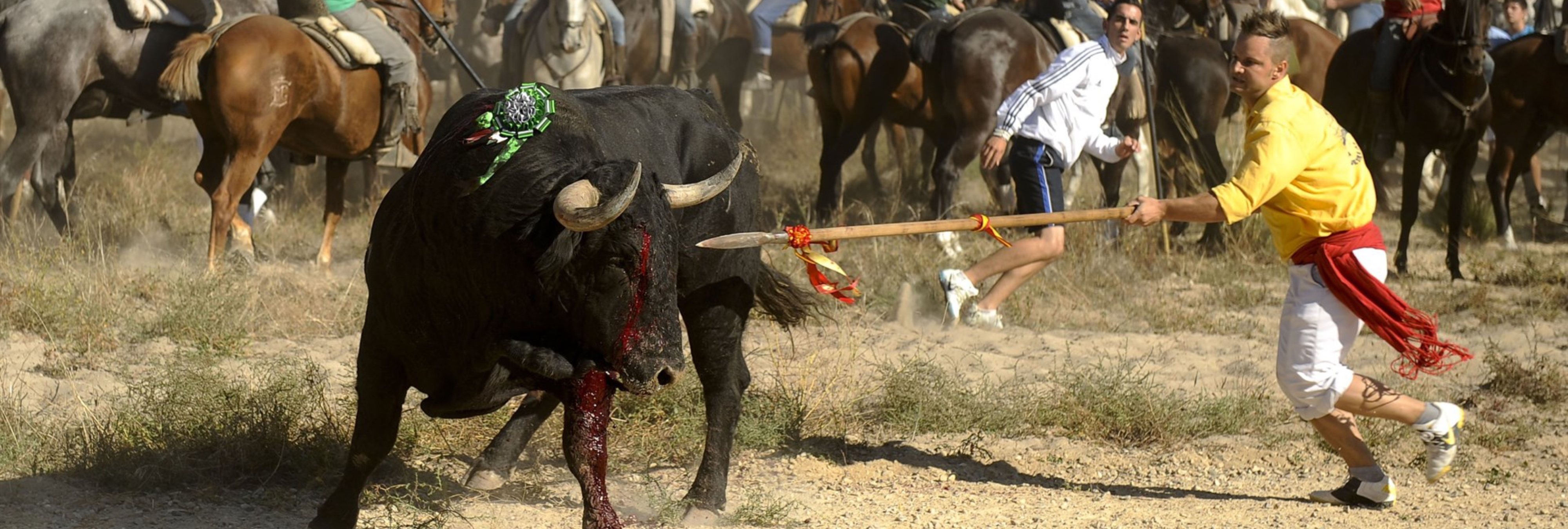 Fin a la tortura: el Supremo ratifica la prohibición del Toro de la Vega