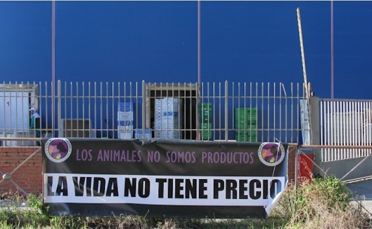 Uno de los carteles reivindicativos de Save Movement en un matadero de Madrid