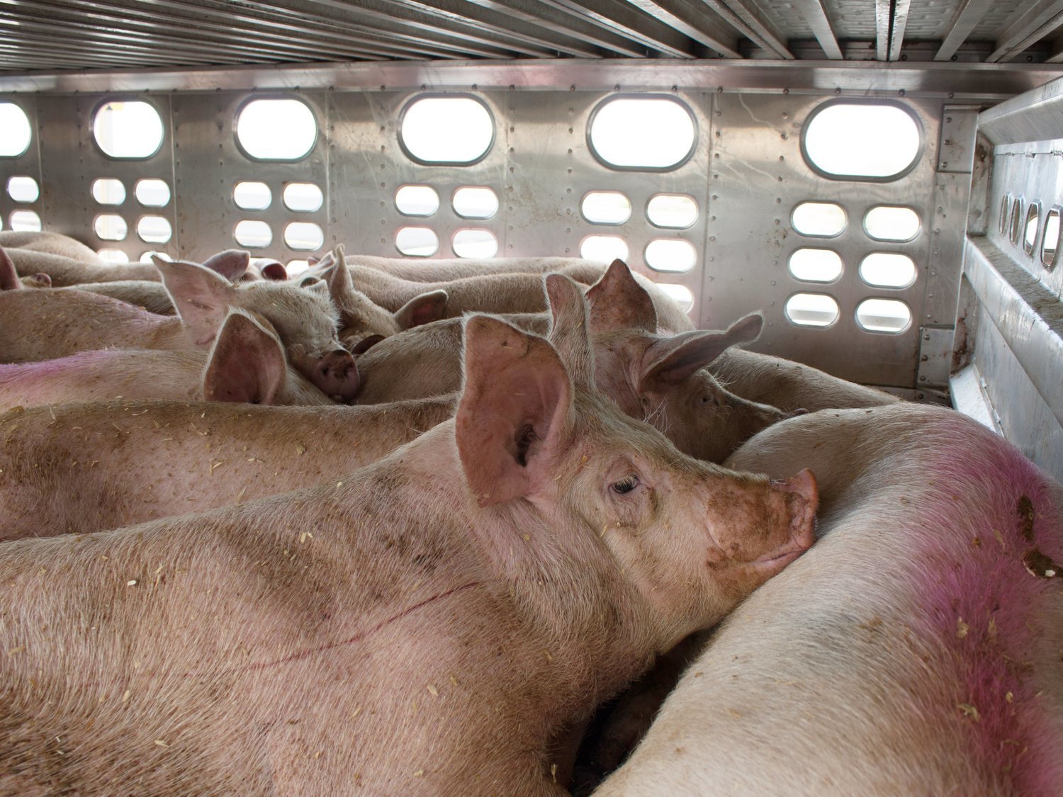 Vigilia vegana: así despiden a los animales que van a ser sacrificados en el matadero