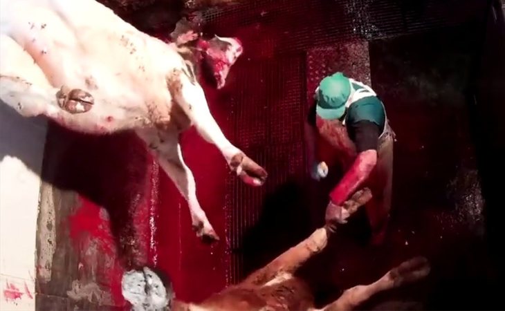 Duras imágenes de los mataderos denunciados por Equalia