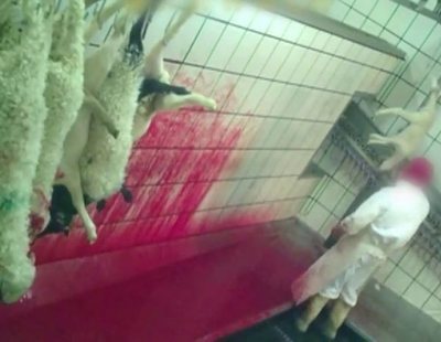 Pateados y degollados sin aturdir: el maltrato animal extremo en un matadero de Ávila
