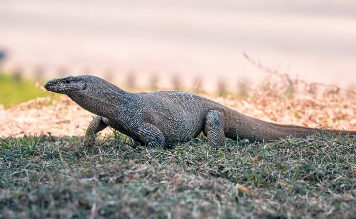 El Varano de la sabana ya está prohibido como mascota