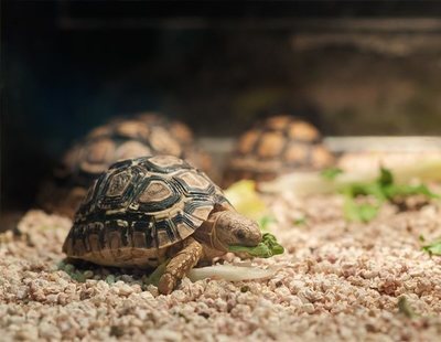 El Gobierno de España prohíbe los cerdos vietnamitas y las tortugas como mascota