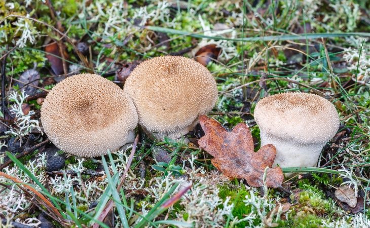 Lycoperdon perlatum